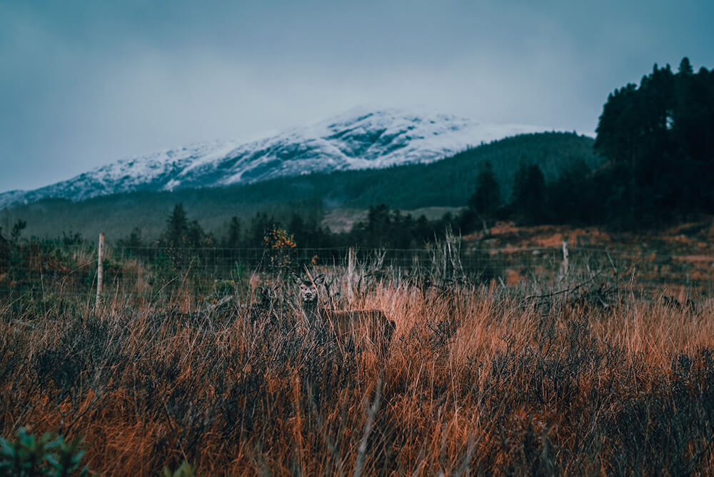 wild deer glen etiv scotland