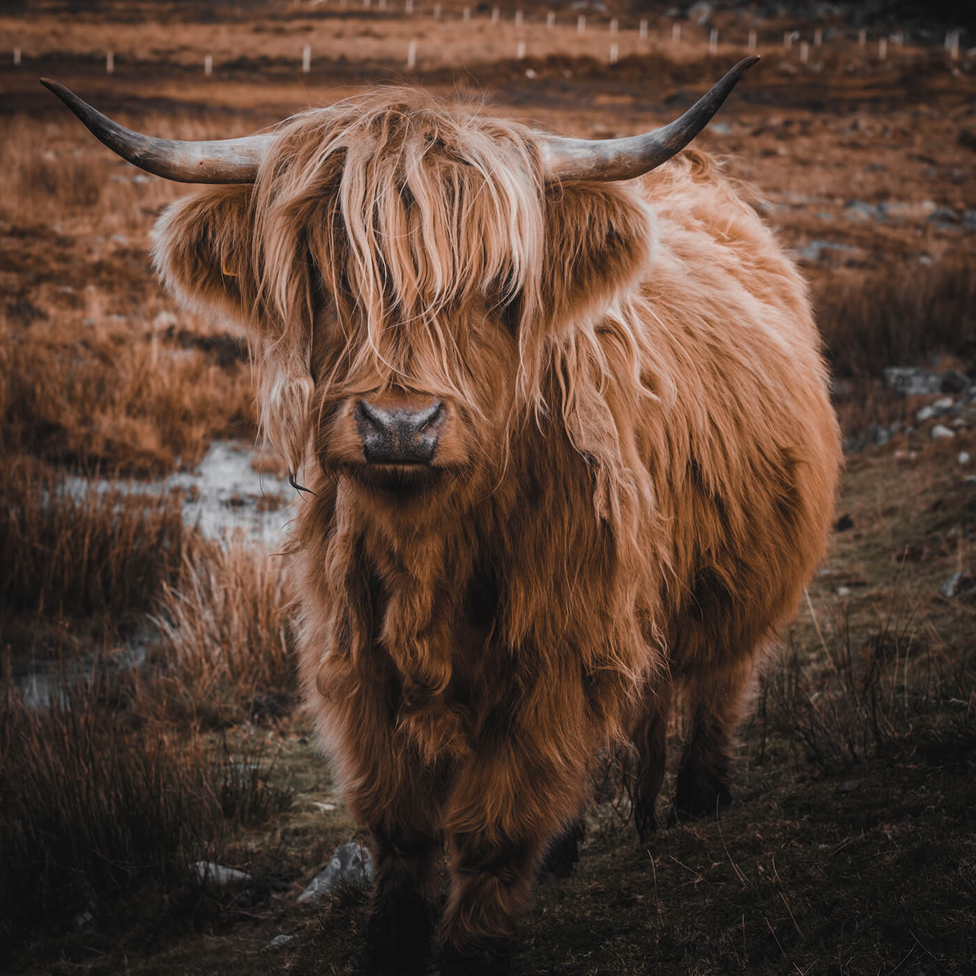 cute Scottish cow