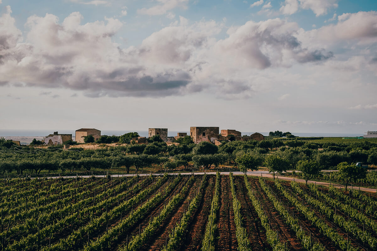 Sicilian winery 