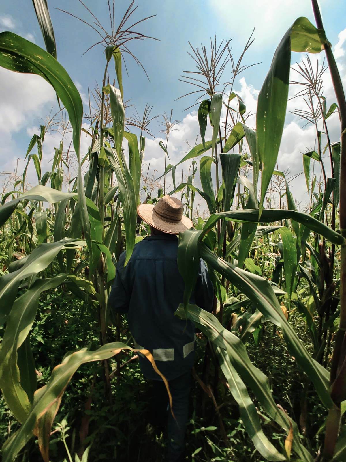 corn field in mexico