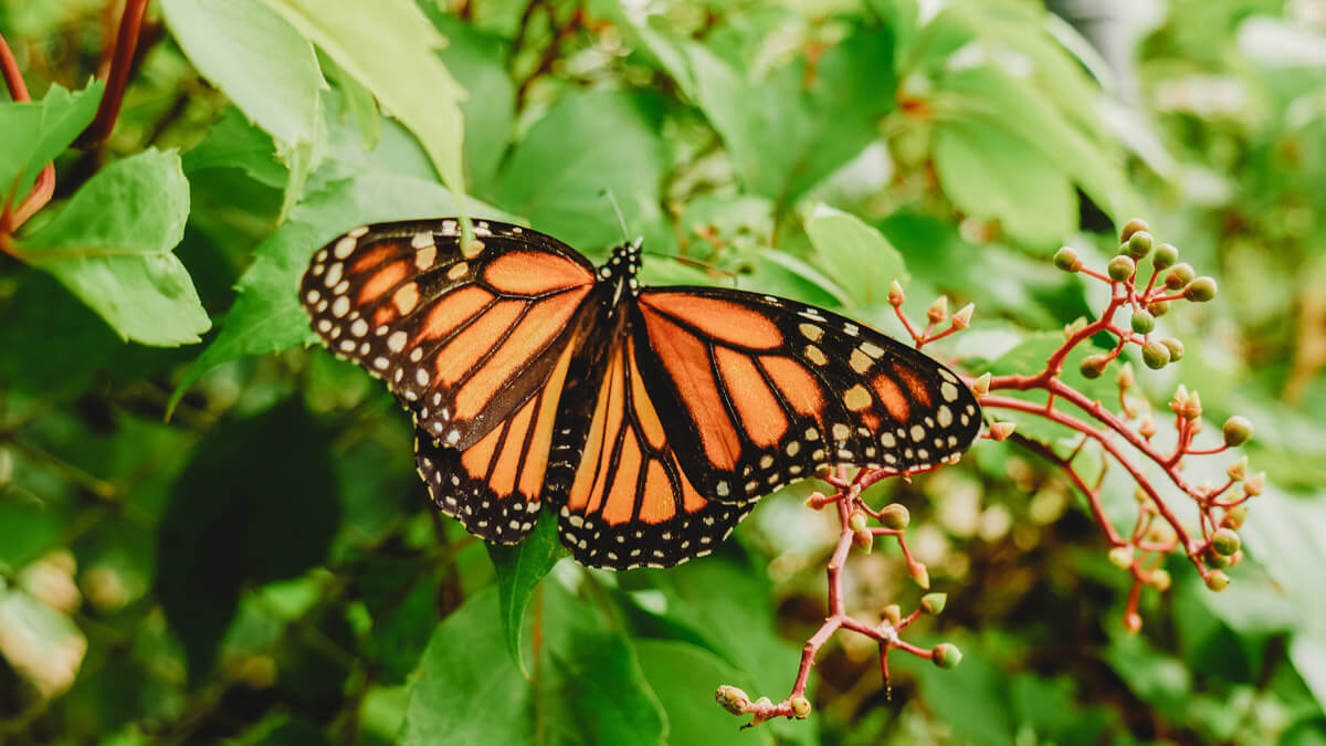  Monarch butterflies mexico