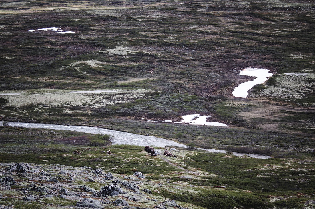 norway musk ox