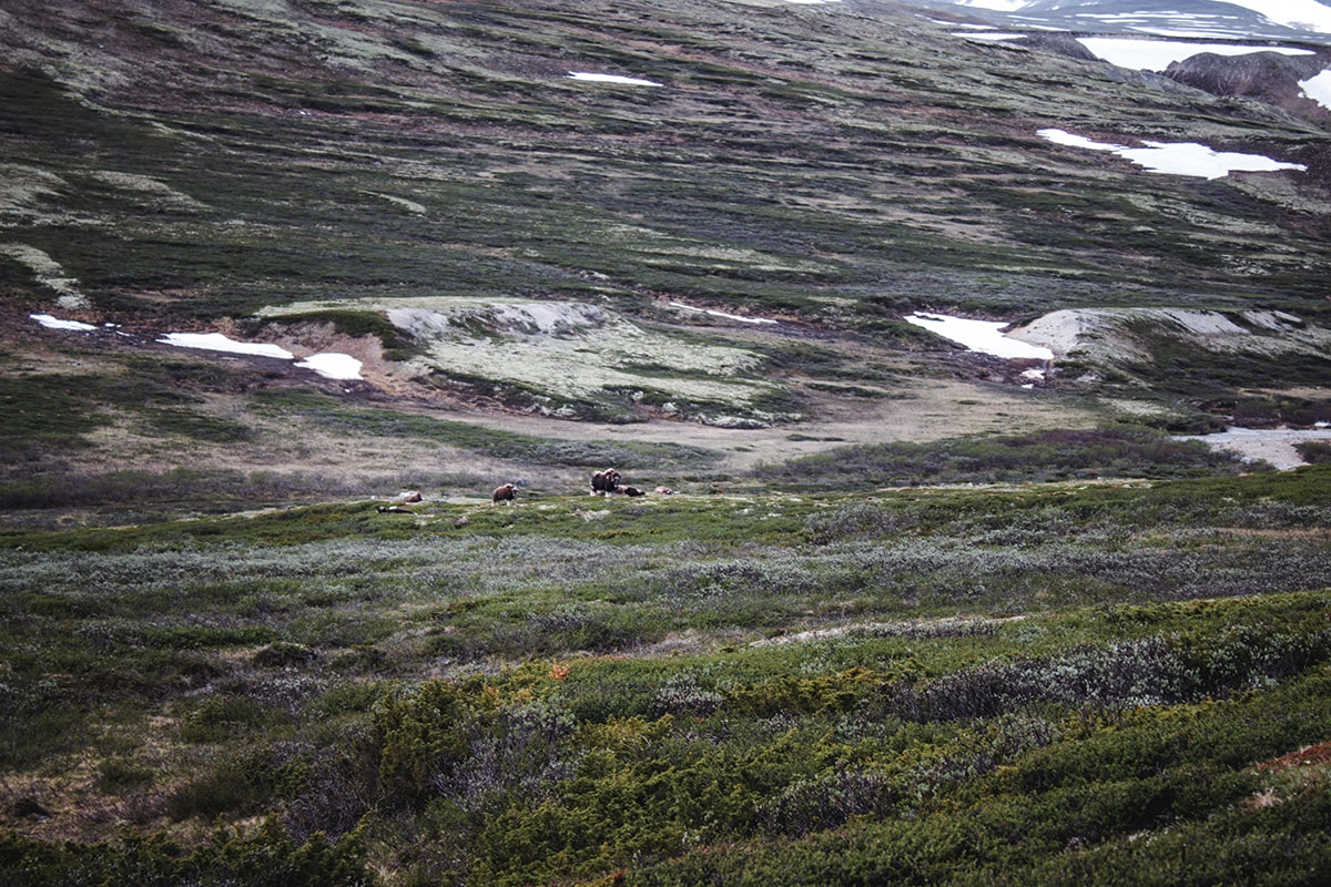 musk ox in norway