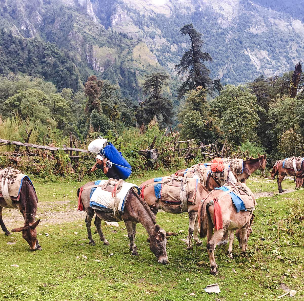 porter nepal trekking