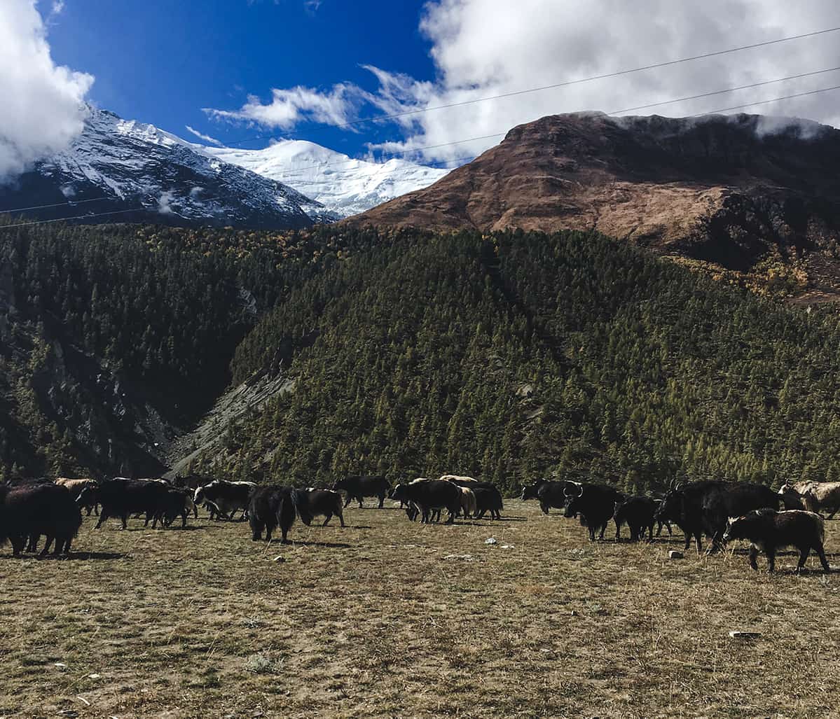 yak annapurna circuit trek