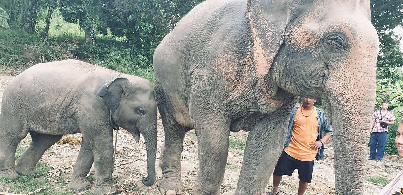 ELEPHANT REHABILITATION CENTER