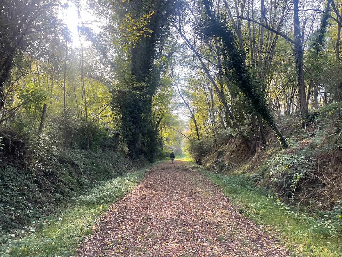 via francigena walking forest