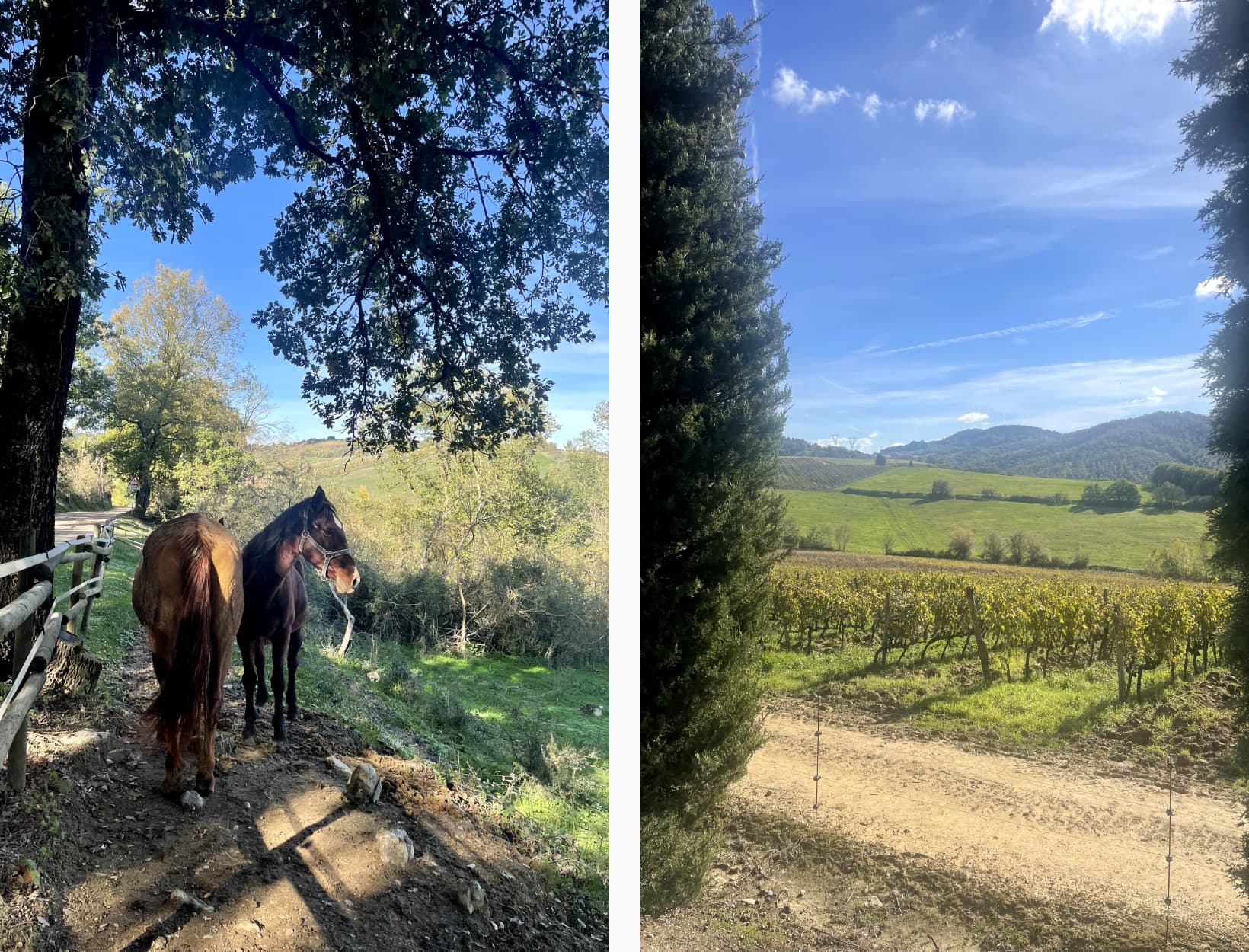 horses in tuscany