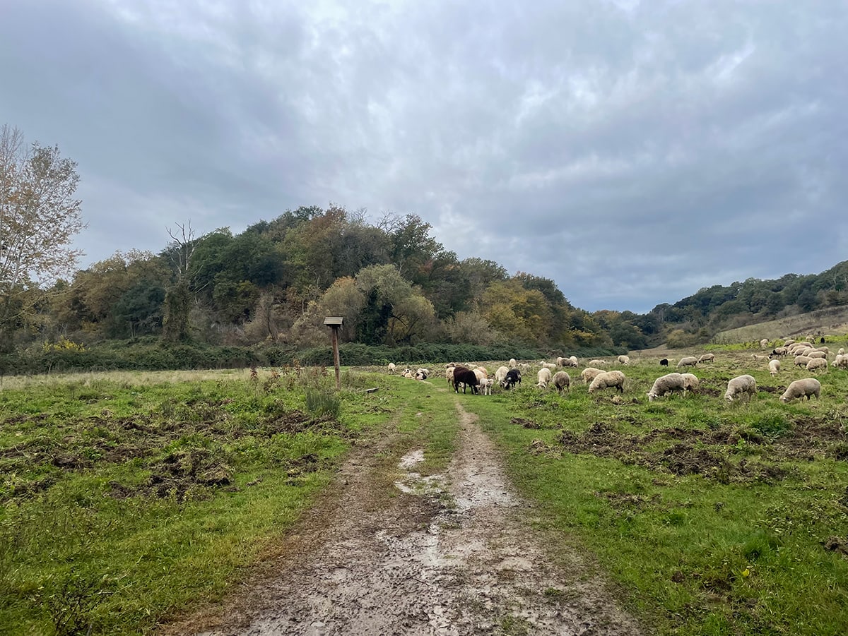 sheeps in italy